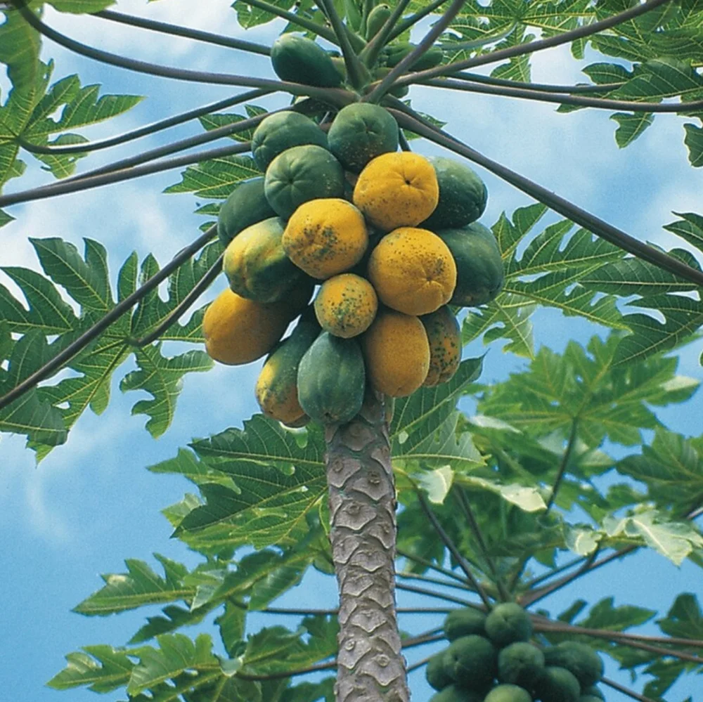 Papaya Seeds - Picture 2 of 5